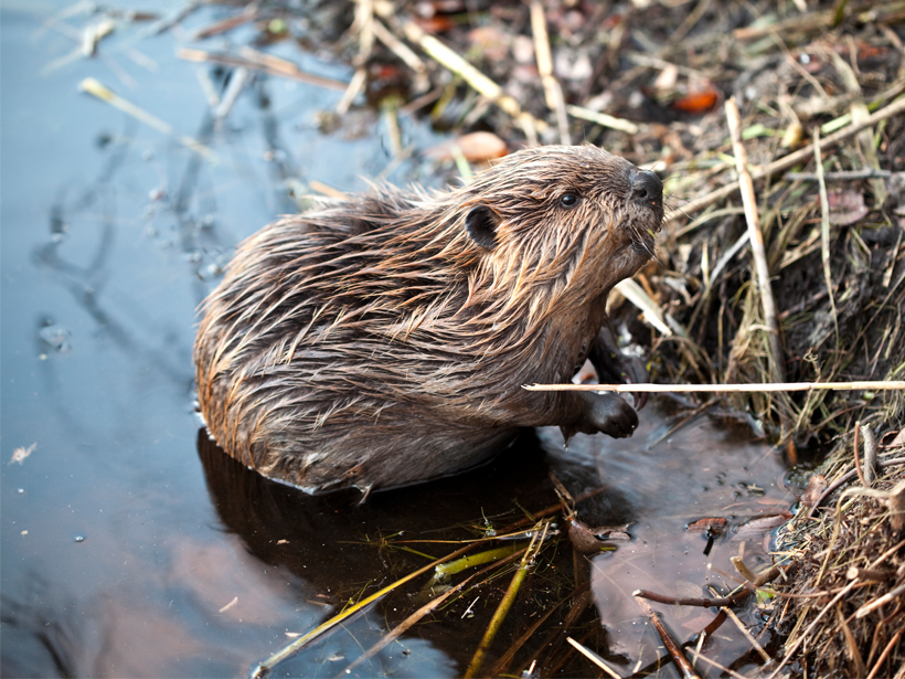 Are Beavers Nature's “Little Firefighters”? - Eos