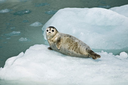 An adorable harbor seal on an ice floe An adorable harbor seal on an ice floe