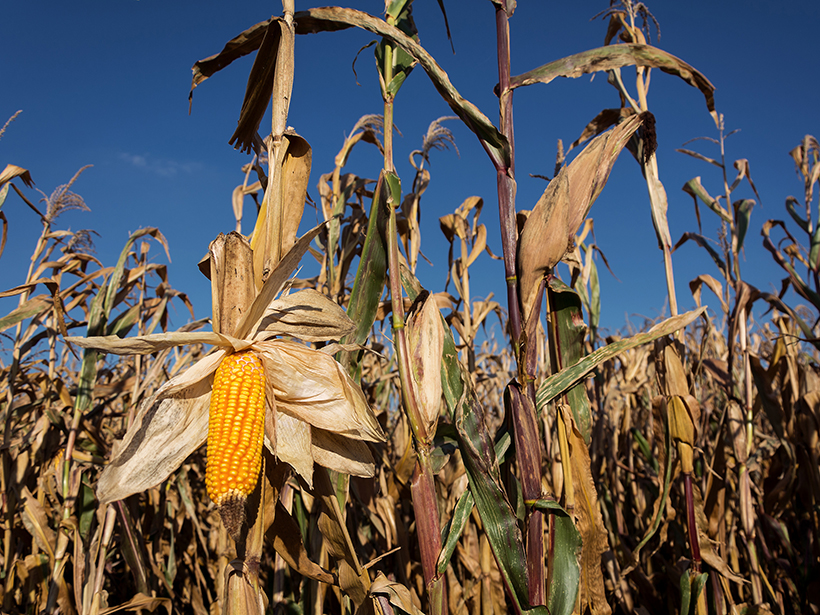 Stalks of corn beneath a blue sky