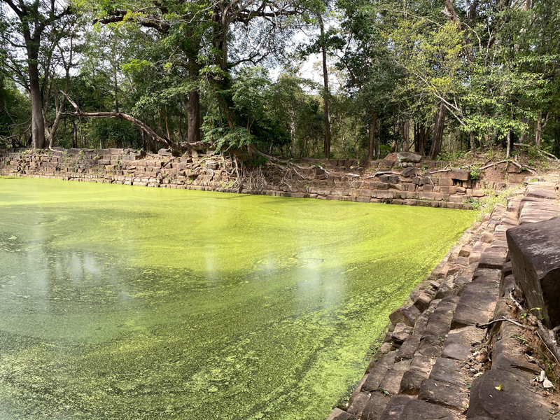 Stone reservoir in the middle of a jungle, filled with algae-covered water Stone reservoir in the middle of a jungle, filled with algae-covered water