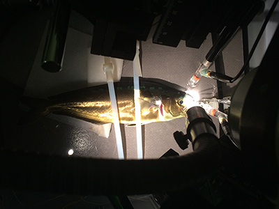 A mahi-mahi set up in the laboratory for an EOG experiment A mahi-mahi set up in the laboratory for an EOG experiment