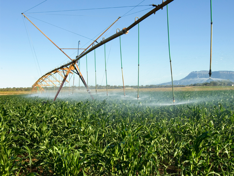 Irrigation machinery sprays water on the green vegetation of a mango farm in South Africa.