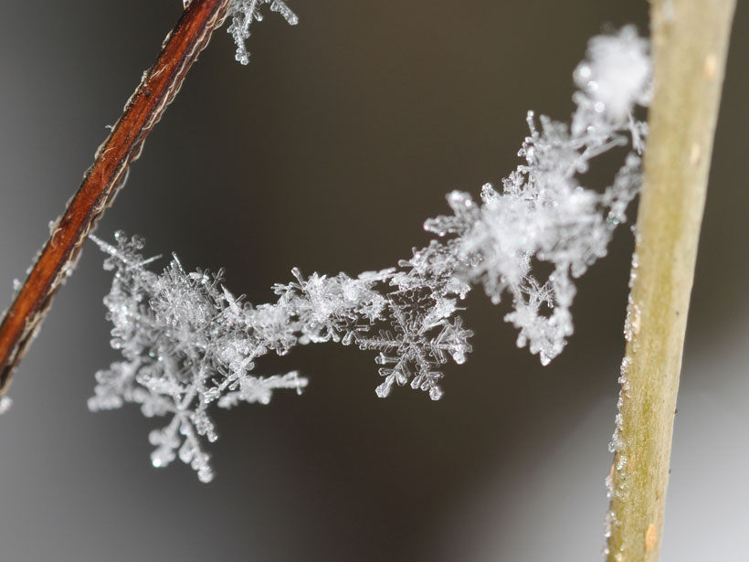 Photo of a string of snowflakes