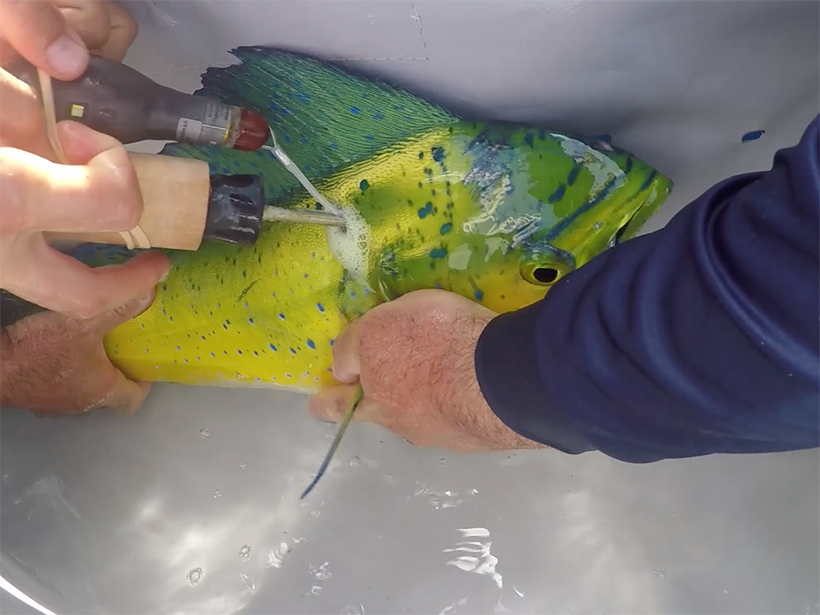 One person’s hands hold a mahi-mahi while another person uses instruments to tag it.