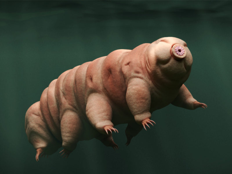 A tardigrade swimming in water A tardigrade swimming in water