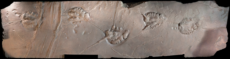 Trace fossil of dinosaur footprints Trace fossil of dinosaur footprints