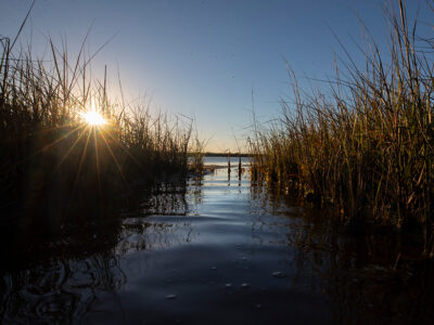 vulnerable waters grasses