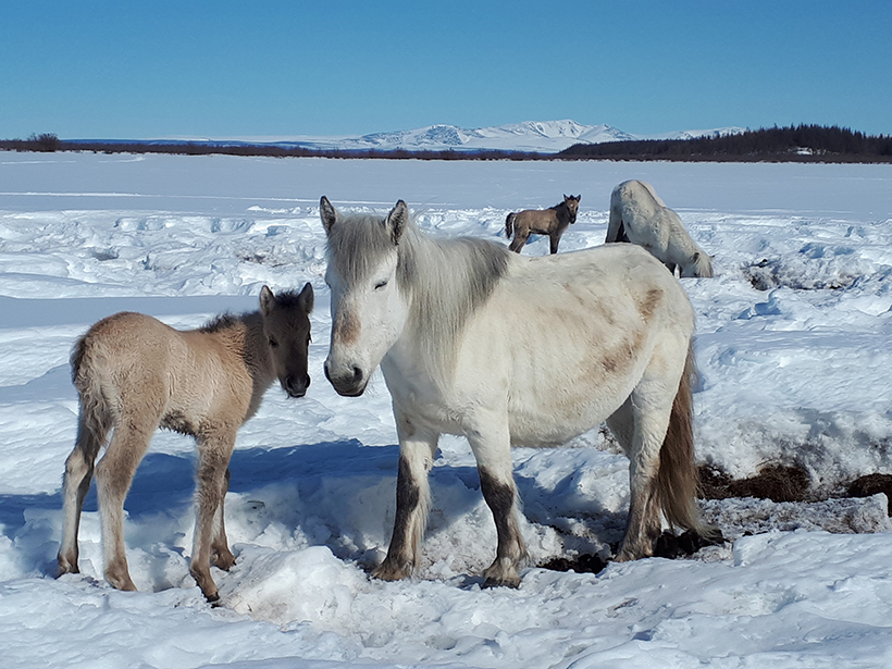 Horses on Arctic snow
