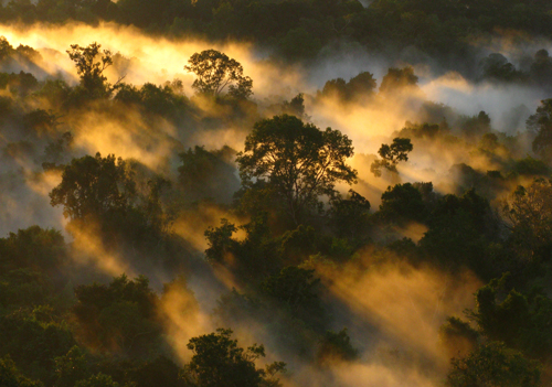 Mist mingles with the canopy of the Amazon forest in Brazil