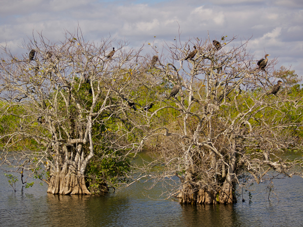Birds sit in the branches of two desiccated trees in the Everglades