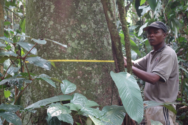 A man uses a tape measure to measure the circumference of a thick tree trunk in the jungle
