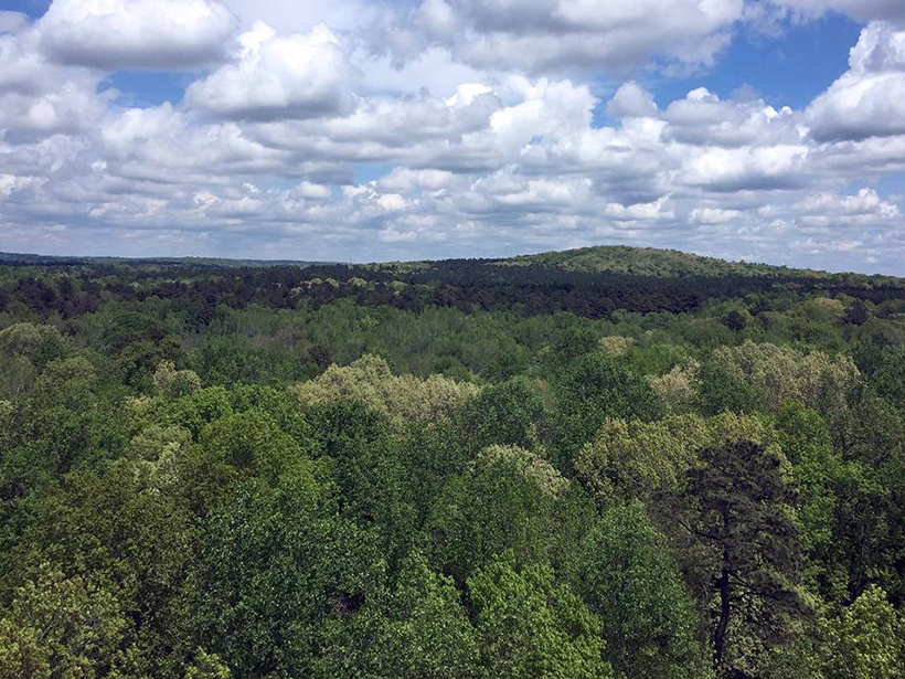 Arial photo of the Duke Forest tree canopy