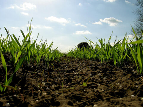 A close view of green grass, black dirt, and sunny blue sky