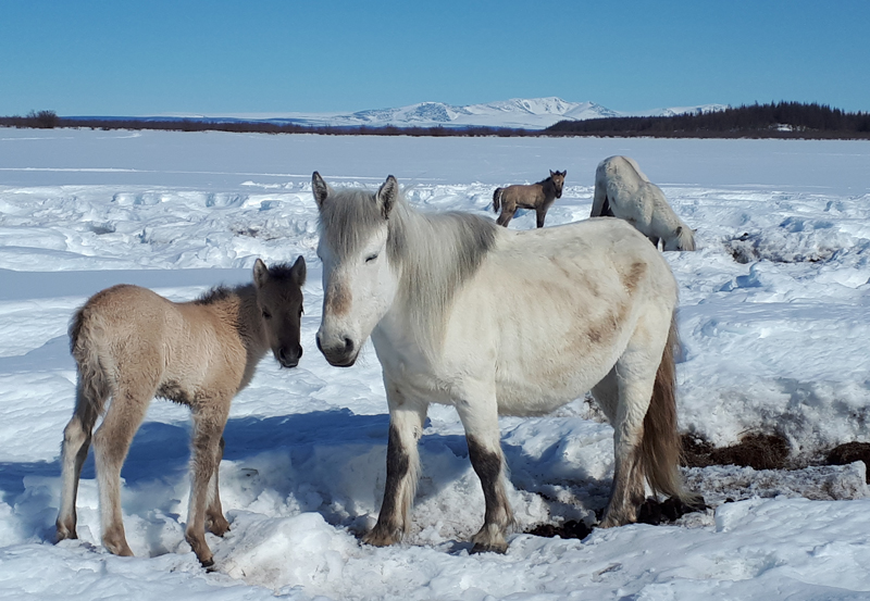 Horses trample snow at Pleistocene Park