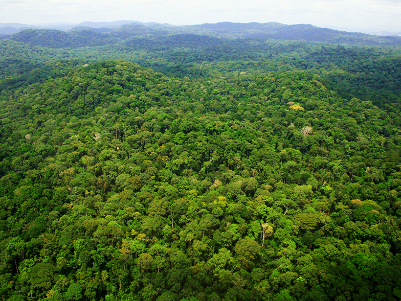 Forest in Ivindo National Park in Gabon