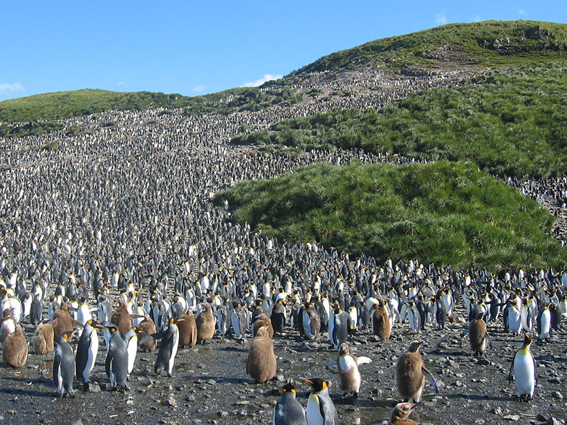 A colony of 60,000 pairs of king penguins stands on the exposed gray bedrock of South Georgia.
