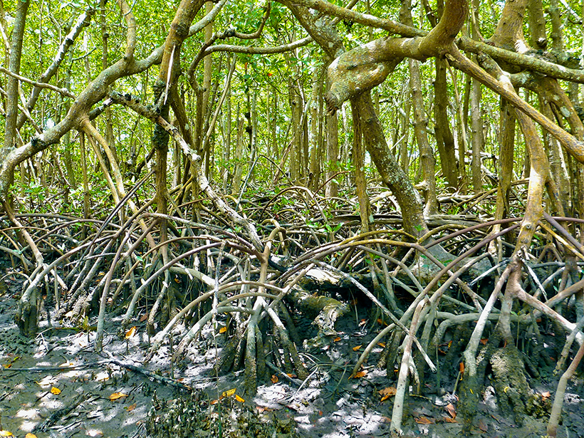 Mangrove trees in Rookery Bay National Estuarine Research Reserve in Naples, Florida.