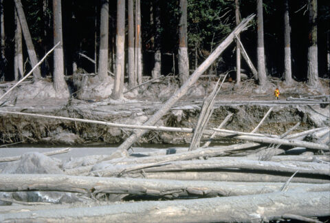 Lahar mud line on trees along a river after the Mount St. Helens eruption Lahar mud line on trees along a river after the Mount St. Helens eruption