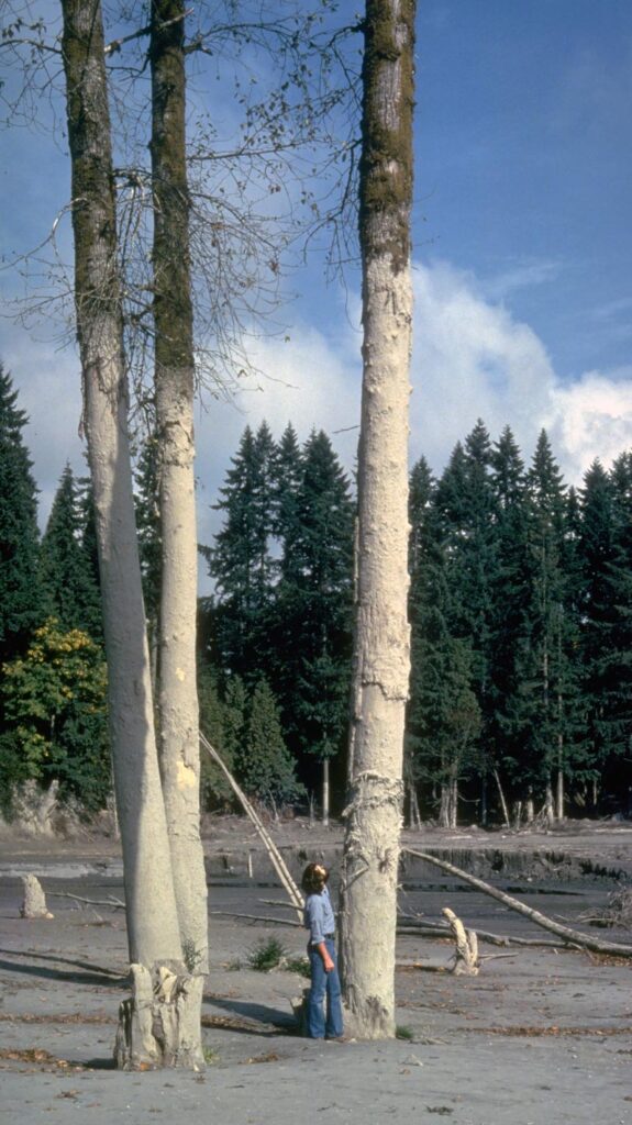 Trees marked by a mud line left by a Mount St. Helens lahar roughly 7.6 meters (25 feet) deep Trees marked by a mud line left by a Mount St. Helens lahar roughly 7.6 meters (25 feet) deep