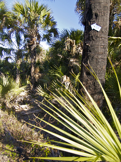 A faded blue arrow nailed into the trunk of a healthy palm tree in a palm forest