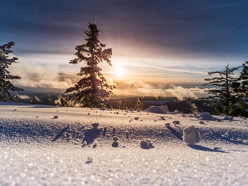 Low angle of a snowy field with trees and tiny snowballs