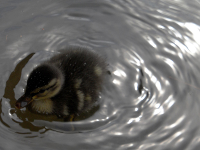 Photograph of a duckling creating waves as she swims Photograph of a duckling creating waves as she swims