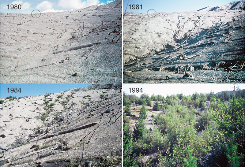 Image sequence showing geomorphic and vegetation change at a site in upper Smith Creek valley from 1980 to 1994