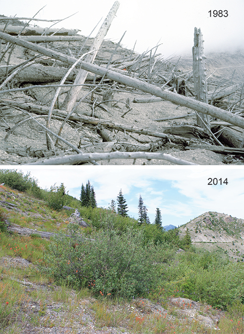 Pair of photographs showing growth of plant communities between 1983 and 2014 at a site along upper Smith Creek