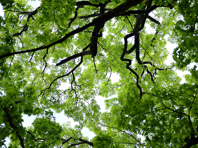 Looking up at a green tree canopy
