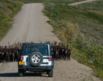 A herd of caribou blocks a car from travelling on a dirt road. A herd of caribou blocks a car from travelling on a dirt road.