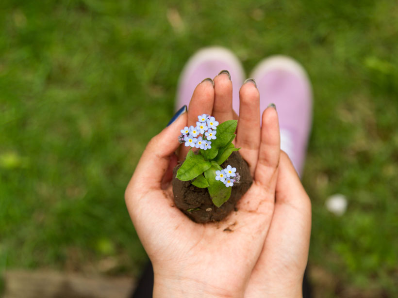Close-up view of hands holding a small plant with flowers