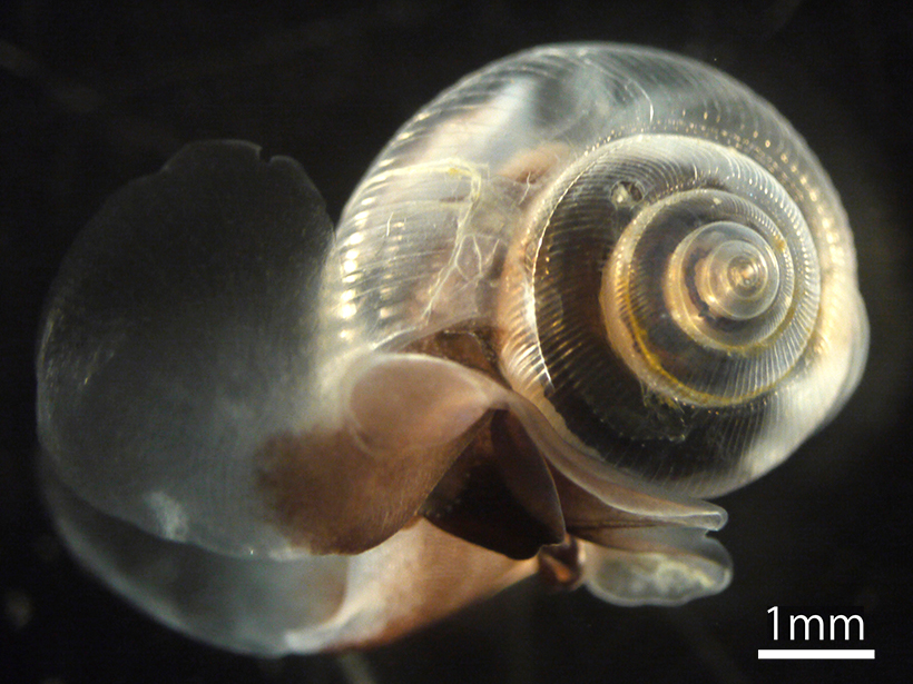 Close-up view of the planktonic sea snail Limacina helicina