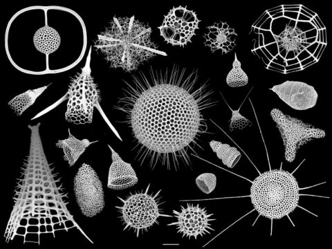 A black-and-white collage of microscopic images of different Rhizaria