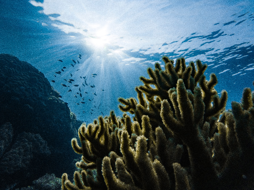 Photo of ocean corals