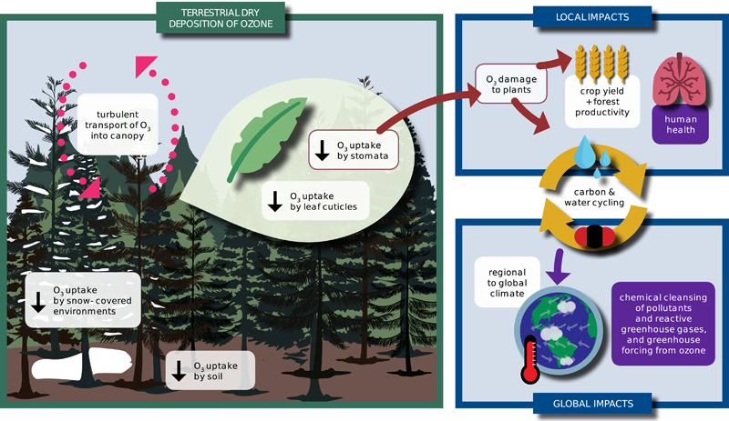 Schematic showing the processes contributing to ozone dry deposition and its impacts on air pollution, ecosystems, and climate
