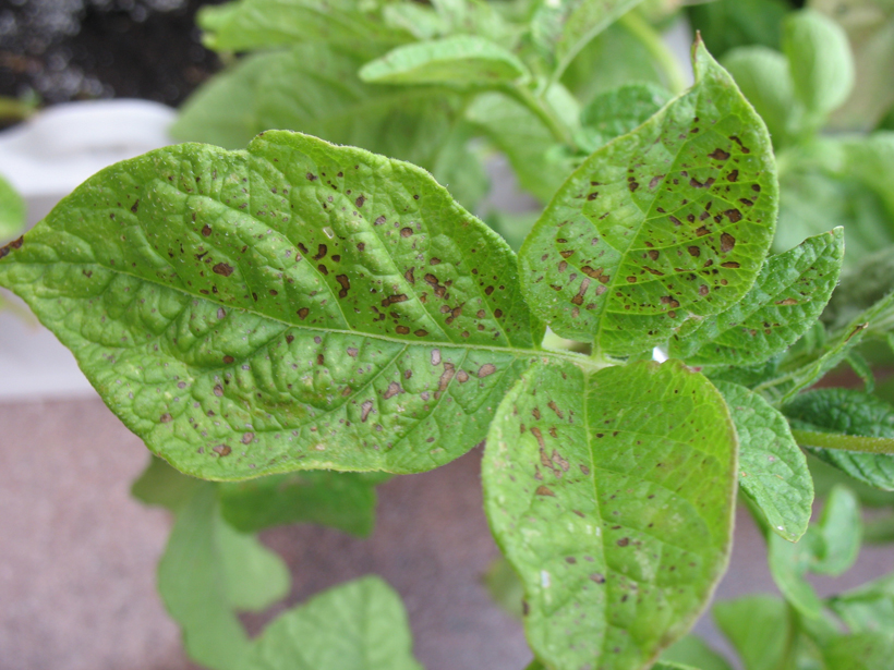 Photograph of brown patches on potato leaves