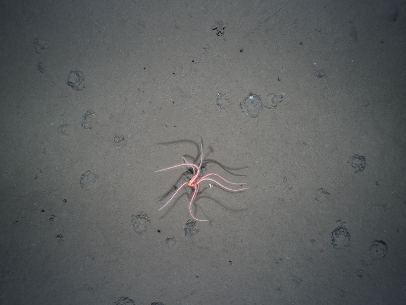 Pink brisingid sea star shuffles across the seafloor