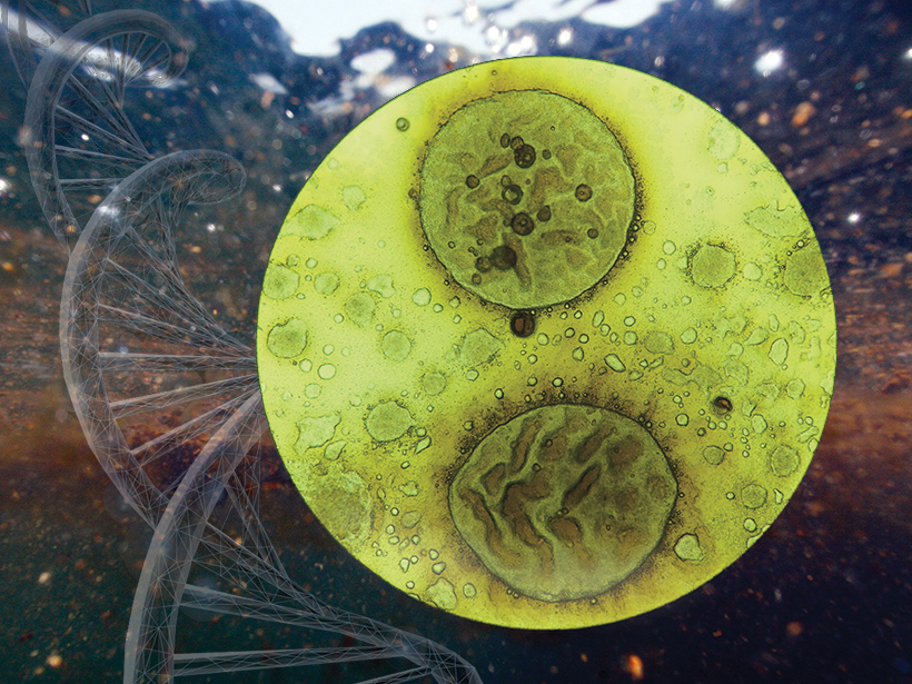 Candidatus Macondimonas diazotrophica visible both inside and around the edges of oil droplets