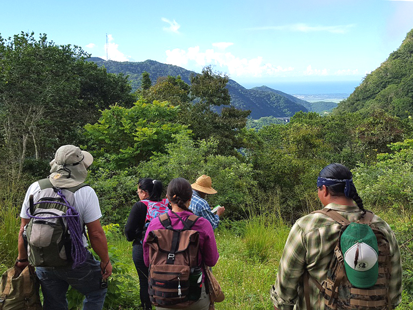 Five people hike through a green-forested area in central Puerto Rico on a sunny day.