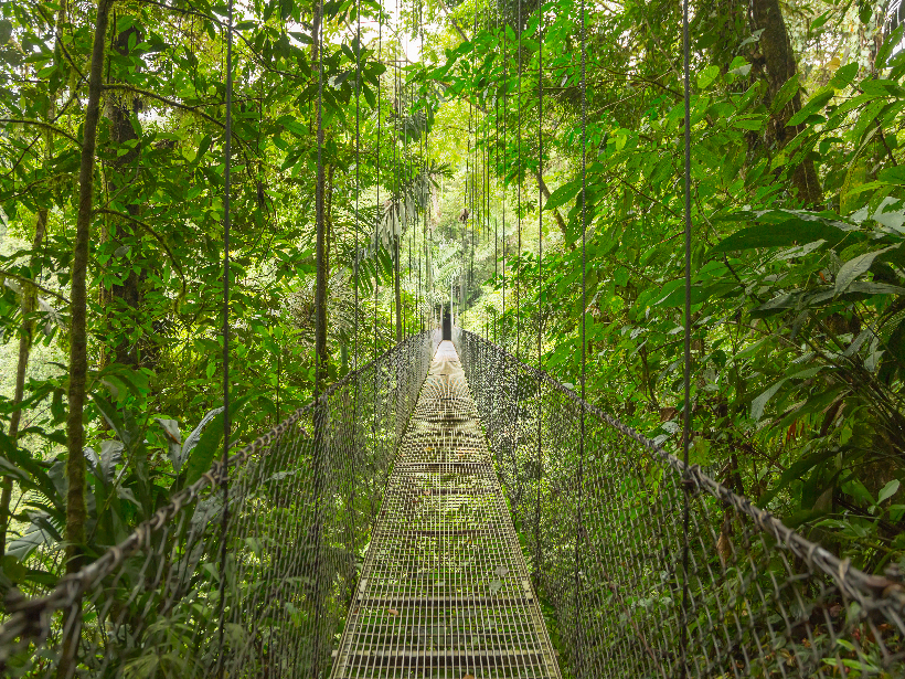 Hanging bridge in a lush tropical rain forest
