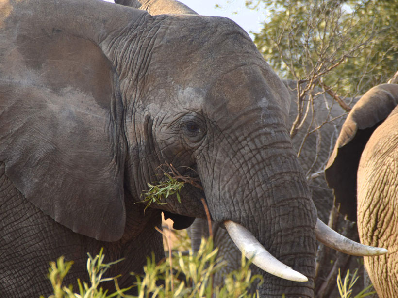 Close-up of one African elephant in a herd in South Africa