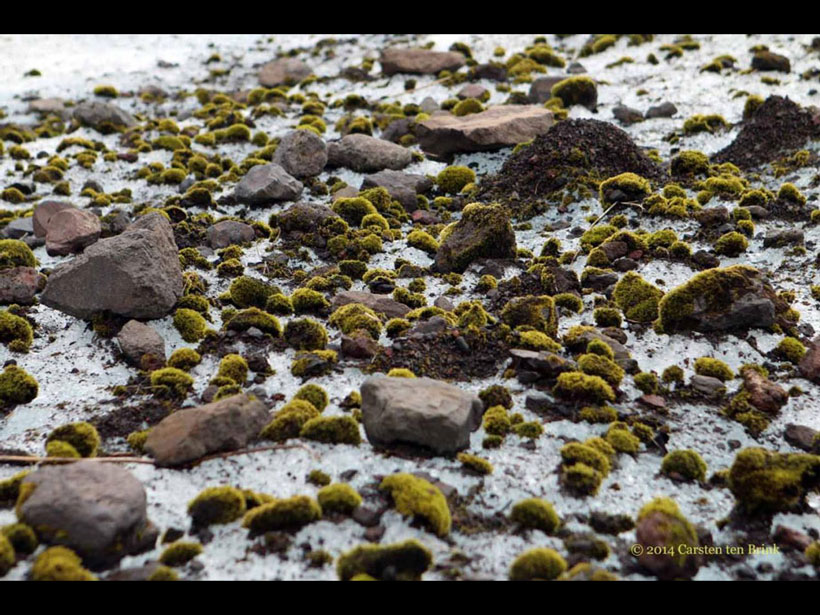 Surface of a glacier riddled with rocks and moss balls