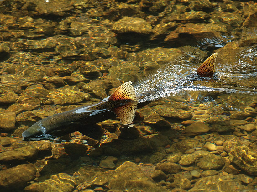 Metal and concrete salmon pools at Oregon’s McKenzie River Hatchery