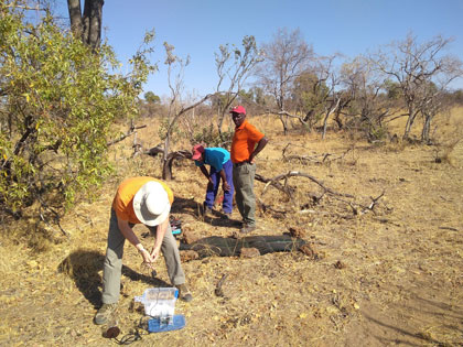 Scientists deploy seismic monitors beneath the ground in the South African savanna Scientists deploy seismic monitors beneath the ground in the South African savanna