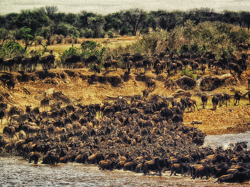 Geology and Chemistry Drive Animal Migration in the Serengeti - Eos