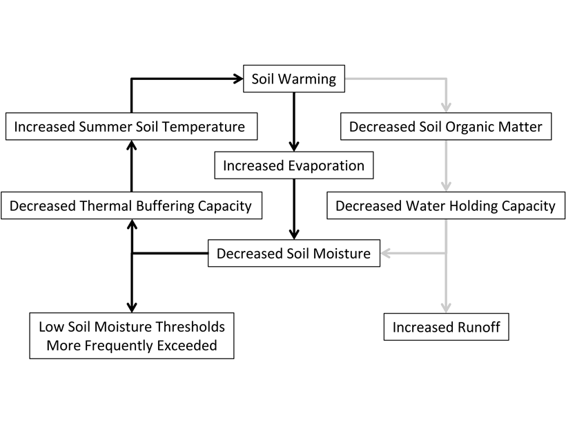 Schematic showing hypothesized feedbacks of soil warming, the ability of soil to buffer warming, and the amount of water soil can hold