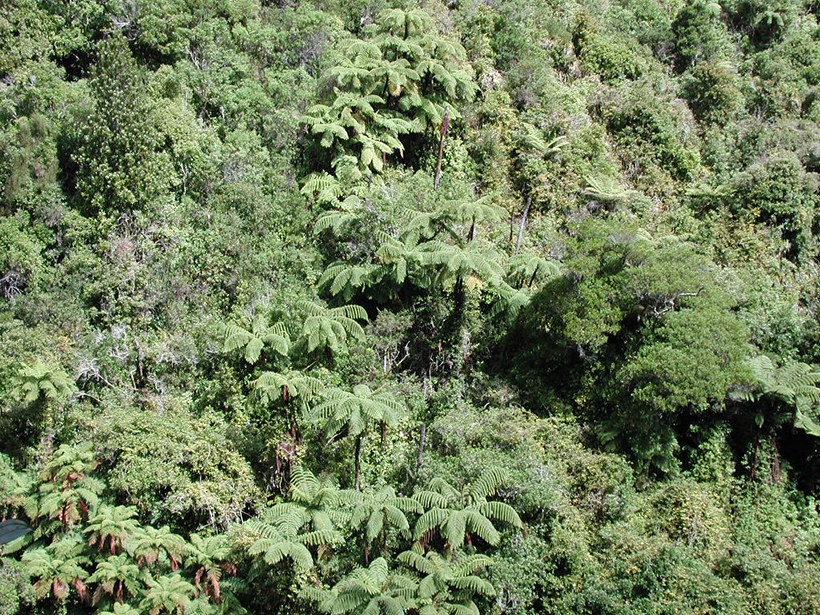 Dazzlingly lush canopy of the Akatarawa Forest, New Zealand