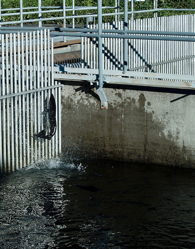 A large salmon leaps out of the water at a fish hatchery A large salmon leaps out of the water at a fish hatchery