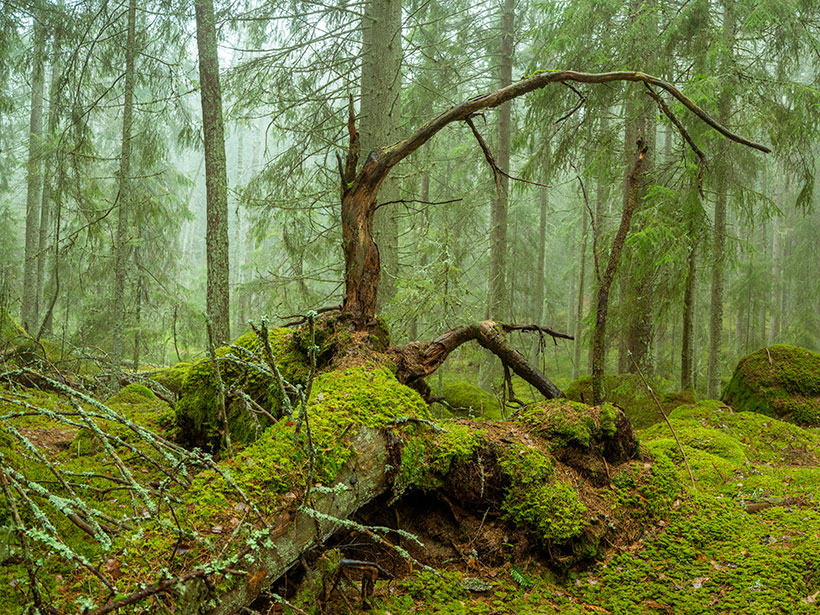 Ancient conifers in Ycke Nature Reserve, Sweden