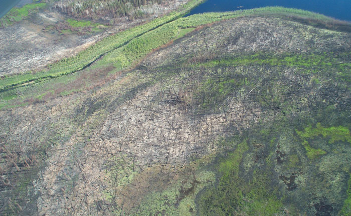 A bird’s-eye view of the brown burn scar crisscrossed by fallen trees a year after a wildfire, surrounded by green vegetation A bird’s-eye view of the brown burn scar crisscrossed by fallen trees a year after a wildfire, surrounded by green vegetation